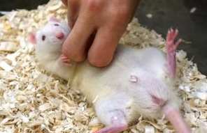 Rehoming lab rats - Danish National Committee for the Protection of ...